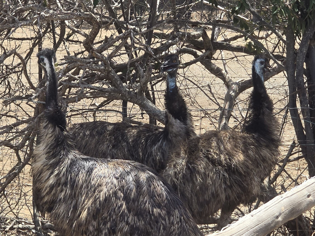 Curacao Ostrich Farm-库拉索必去景点