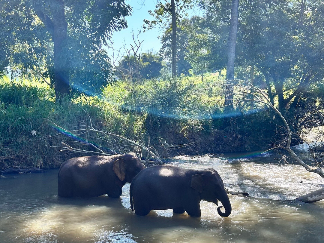 Elephant Sanctuary Care Park-清迈必去景点