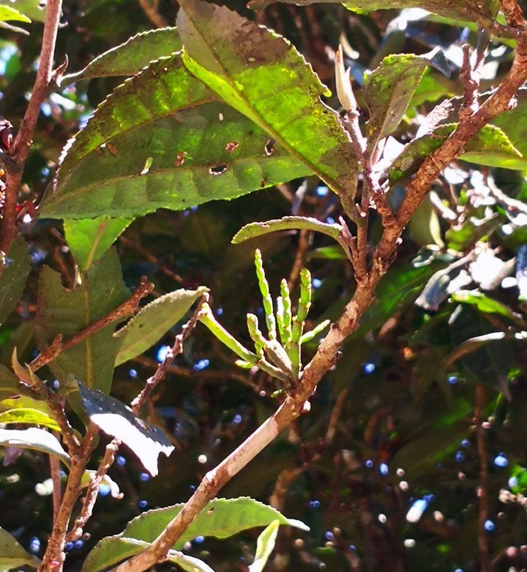 帮崴古茶树景点图片