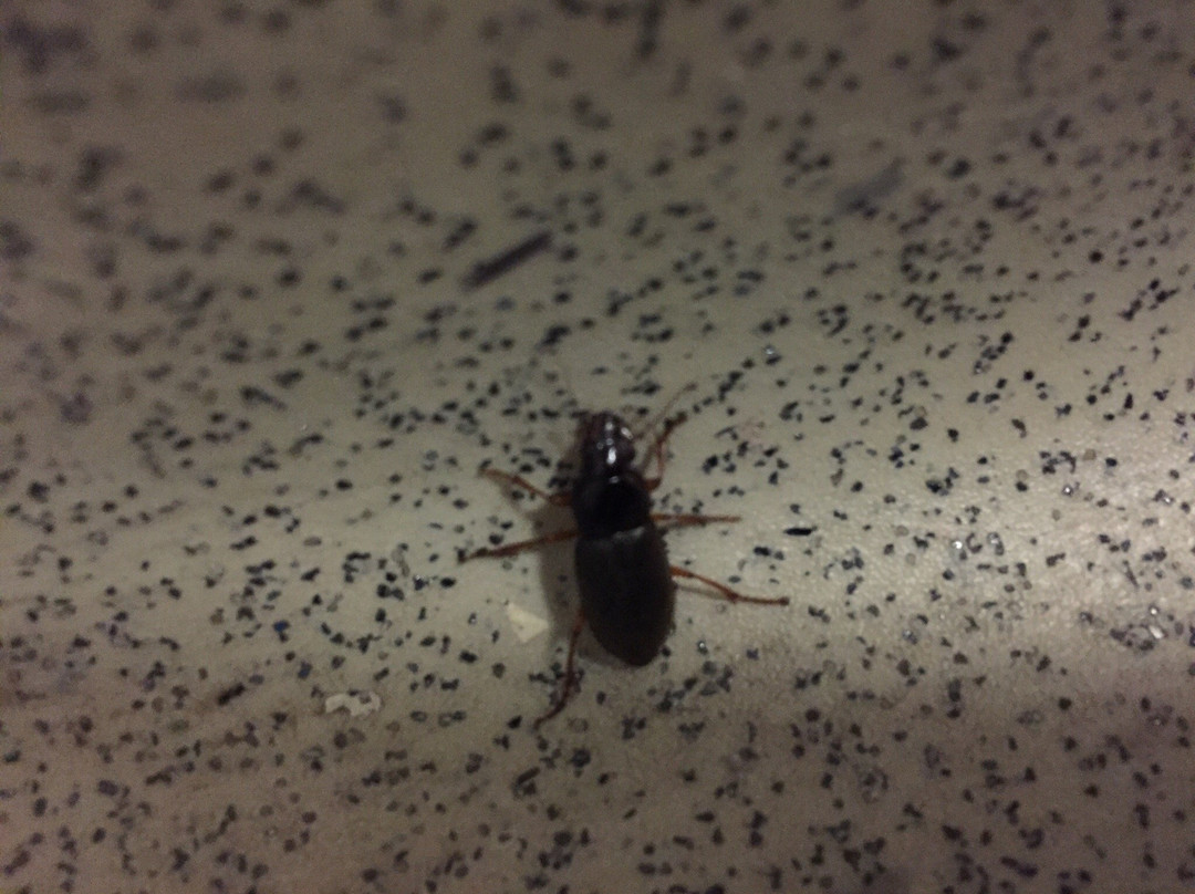 Formule 1 Toulouse Muret