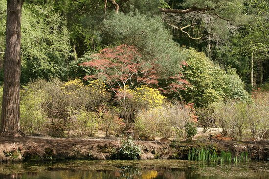 Stody Lodge Gardens景点图片