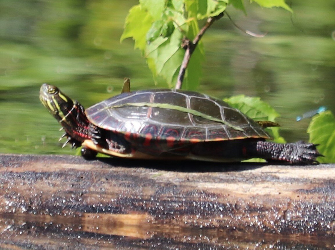 Ottawa River-安大略省必去景点