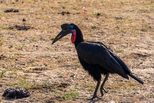 Big Lion Trails Safaris-坎帕拉必去景点