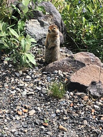 The Denali Tour Experience-德纳利国家公园和自然保护区必去景点