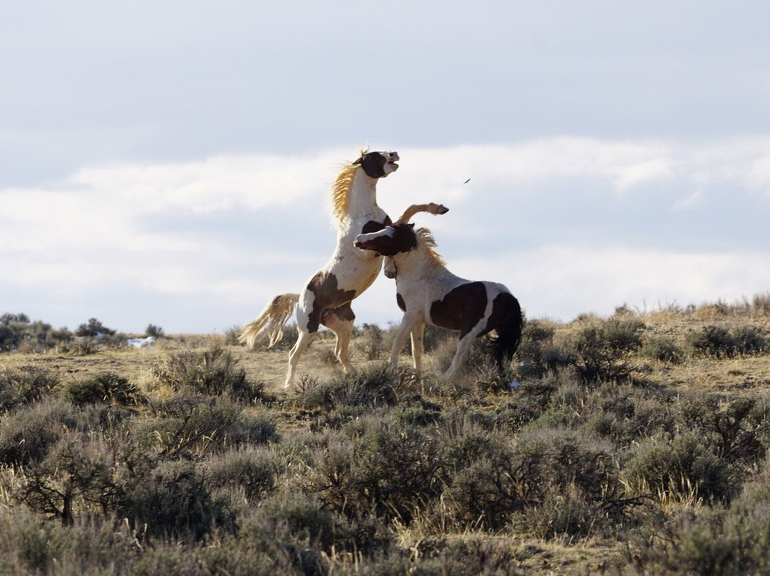 Explore Cody Wild Horse Tours-科迪必去景点