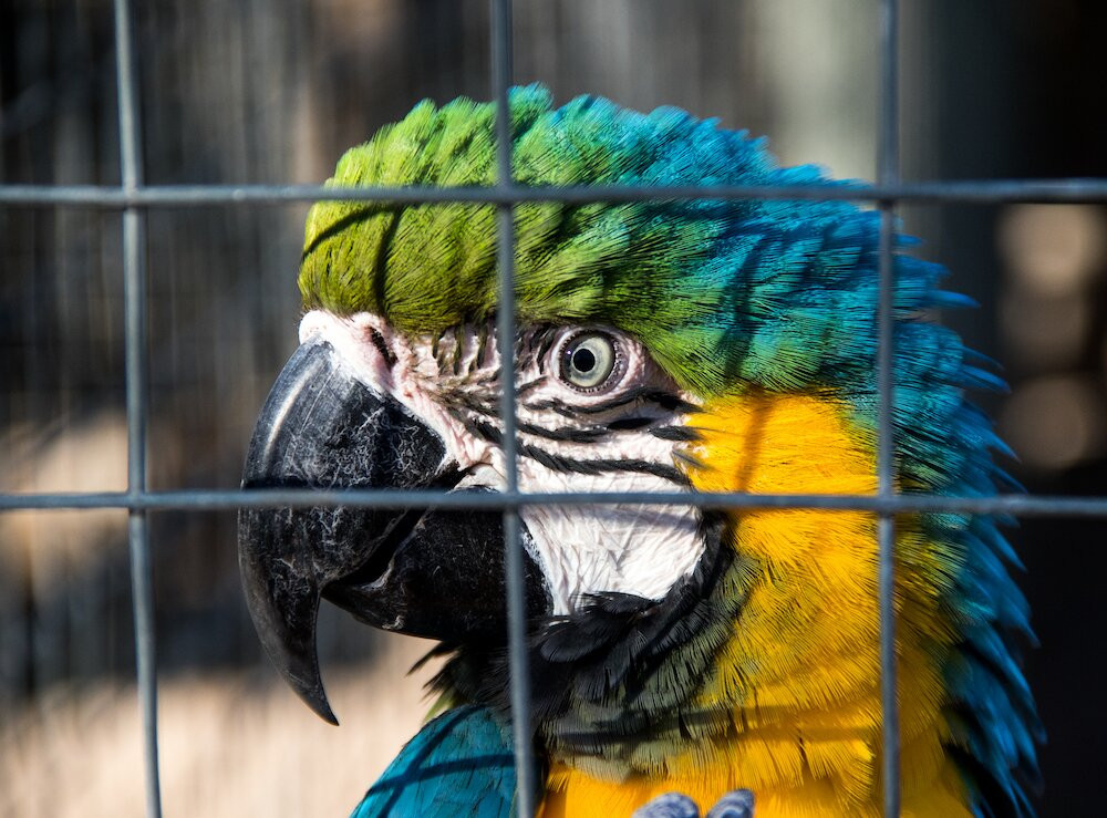 African Dawn Bird and Wildlife Sanctuary景点图片