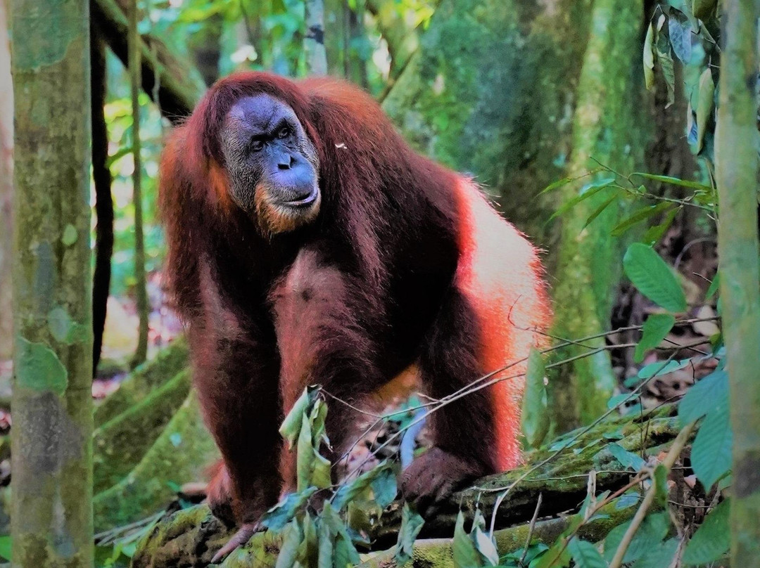 Monkey business tours-武吉拉旺必去景点