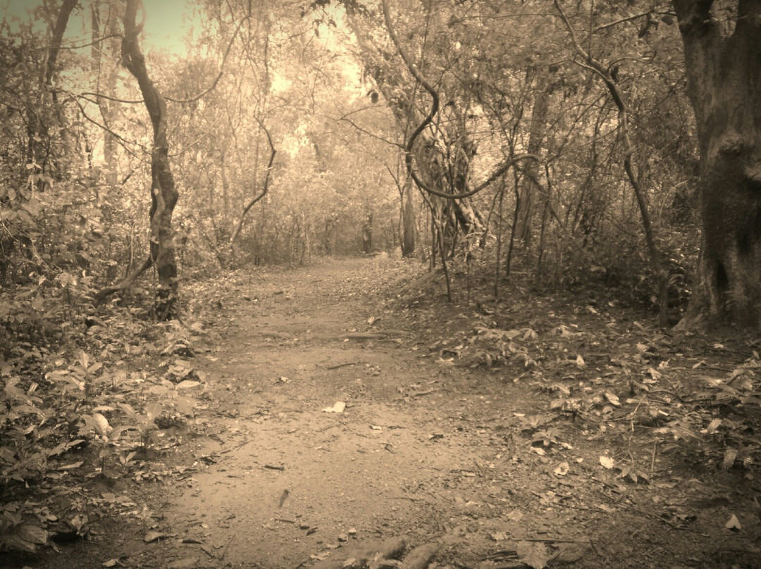 Janaki Forest景点图片