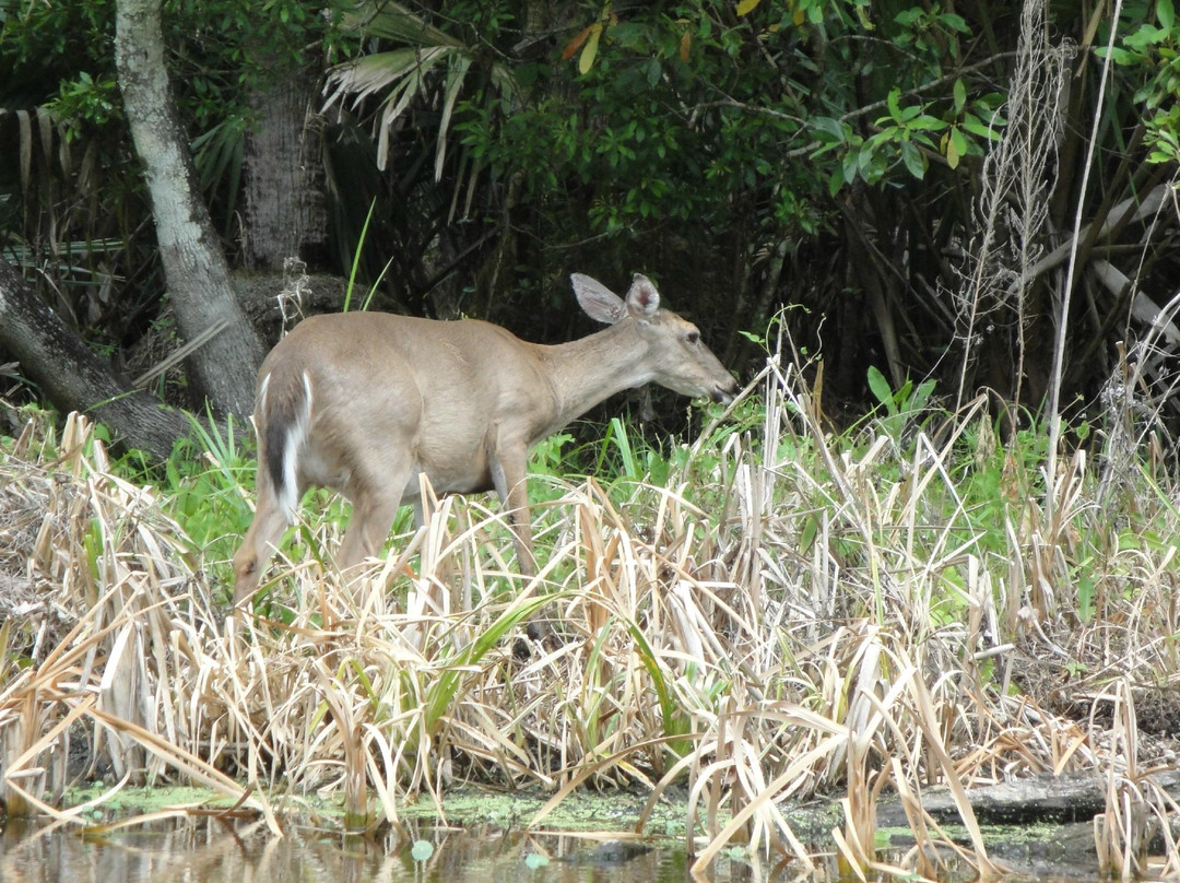 King's Landing-Apopka必去景点