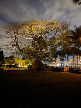 Giant Kapok Tree景点图片