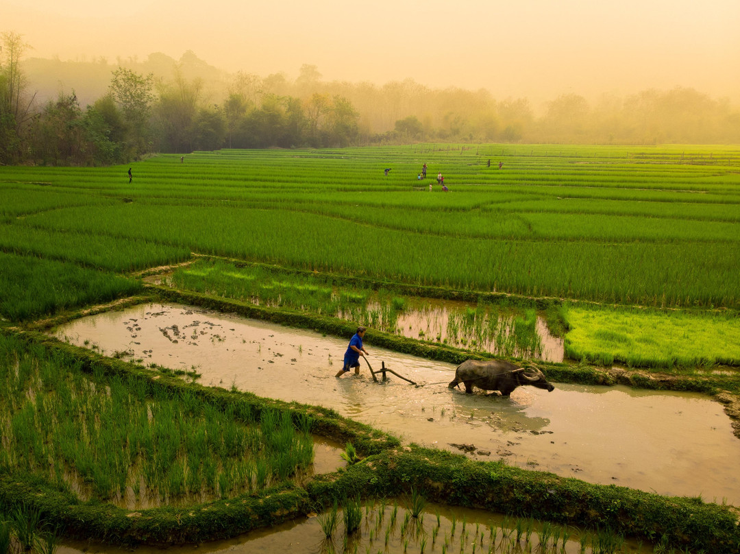 Lee 7 Farm景点图片