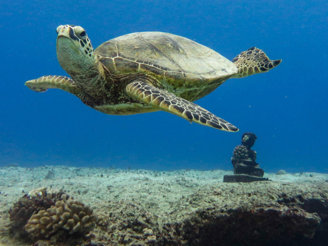 夏威夷岛潜水员-火奴鲁鲁必去景点