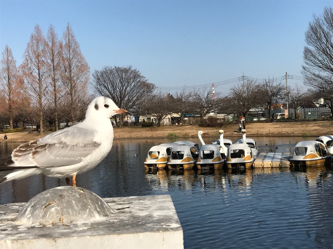 川越市旅游景点-Kawagoe Aquatic Park