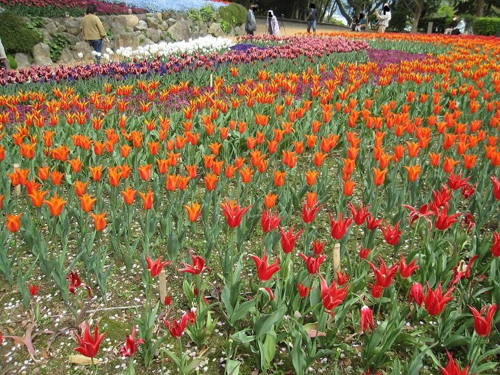 Hinoyama Park Turkey Tulip Garden景点图片