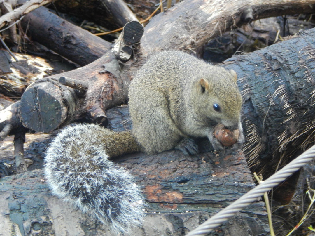 Machida Squirrel Garden景点图片