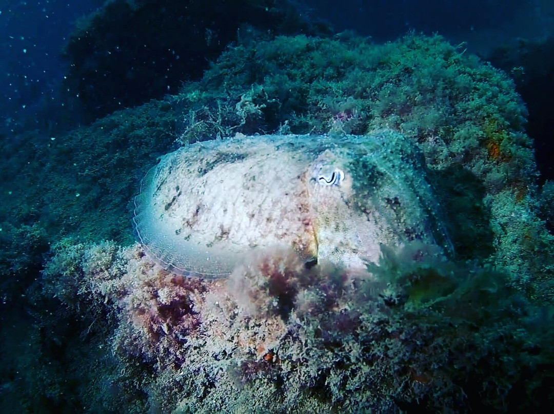 Dive Beyond