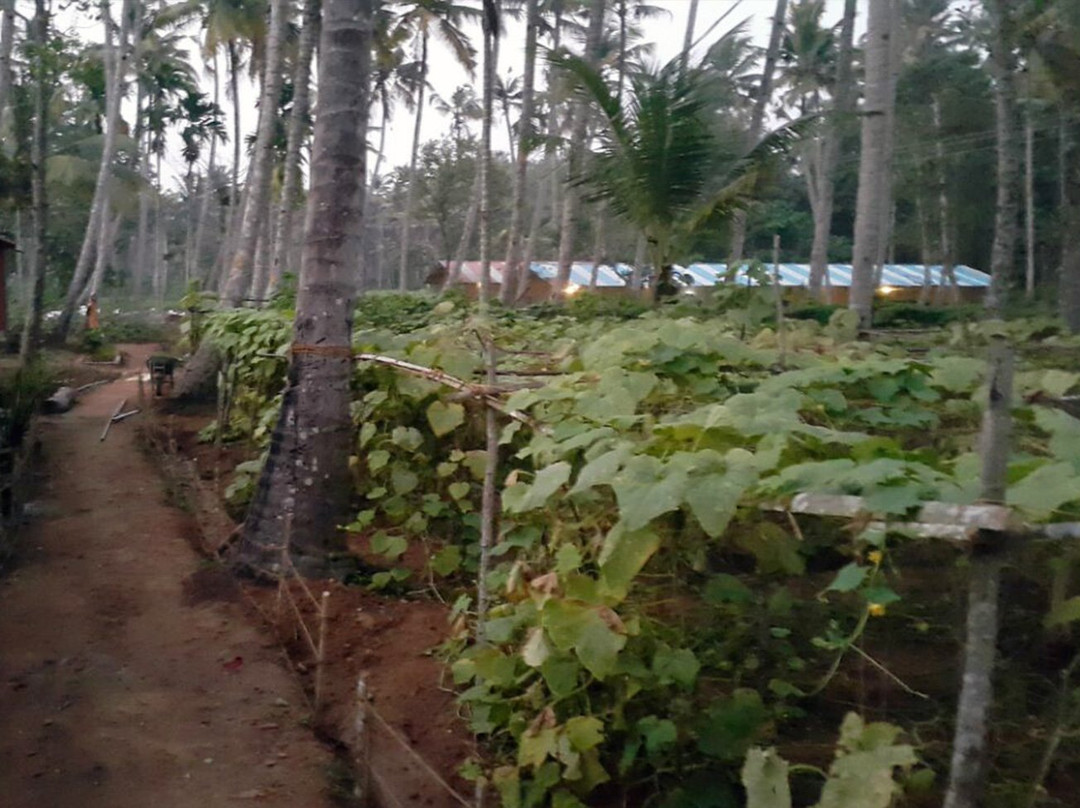 Palm Tree Farm景点图片