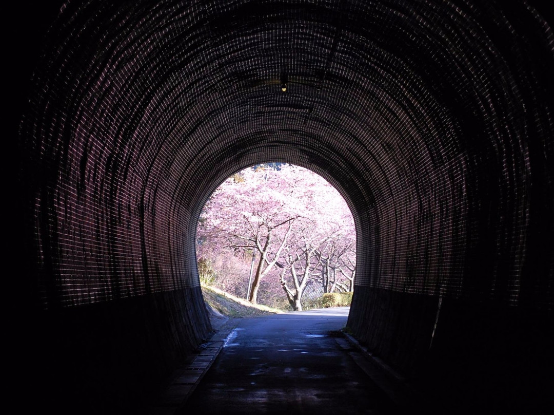 Kawatsu Cherry Blossom Avenue (Shinshiro)景点图片