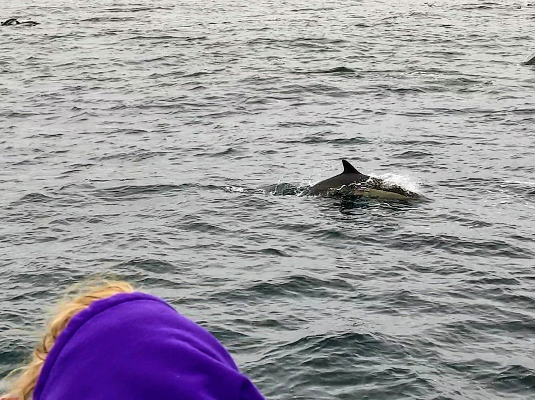 Legacy Whale Watch-圣地亚哥必去景点