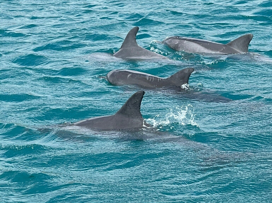 Kangaroo Island Ocean Safari景点图片