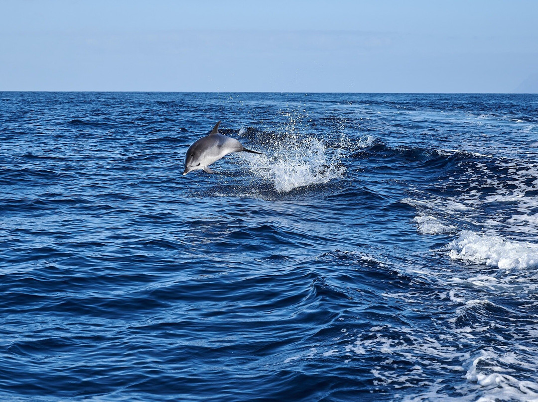 Atlantic Eco Experience | Whale Watching Tenerife-奥德杰海岸必去景点