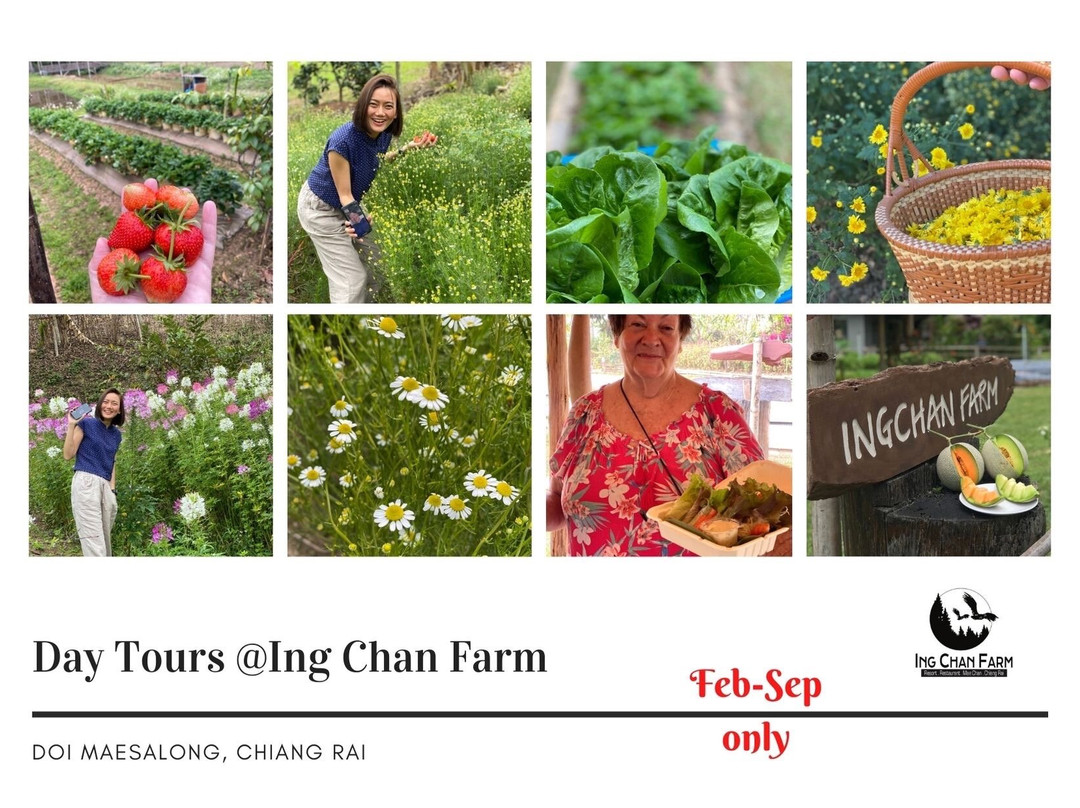 Ing Chan Farm主图