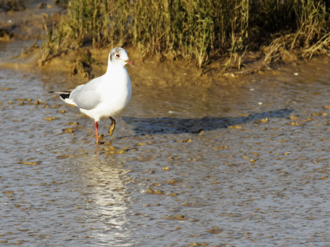 Wallasea Island Wild Coast景点图片