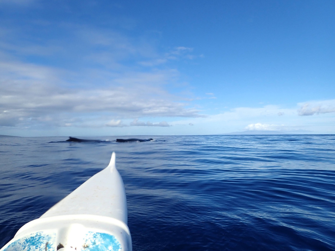 夏威夷划艇运动活动景点图片