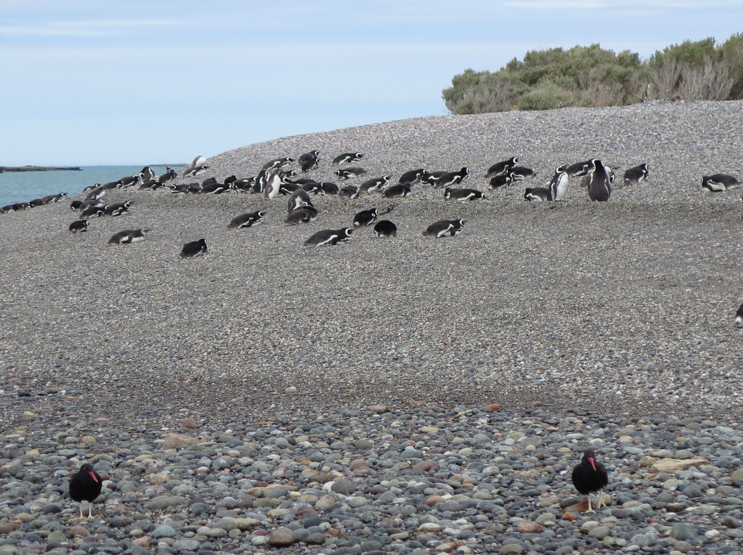 Reserva natural Provincial Ria Deseado-Puerto Deseado必去景点