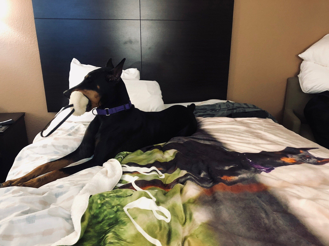 Quality Inn and Suites主图