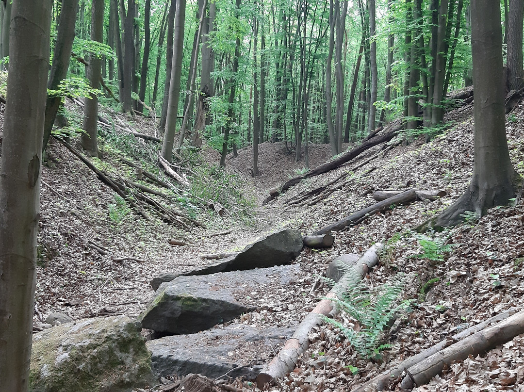 Rezerwat Parowy Janinowskie景点图片
