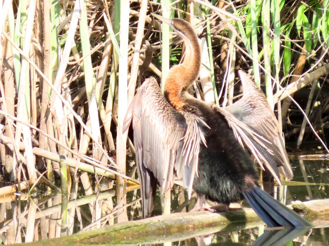 Rietvlei Nature Reserve-比勒陀利亚必去景点