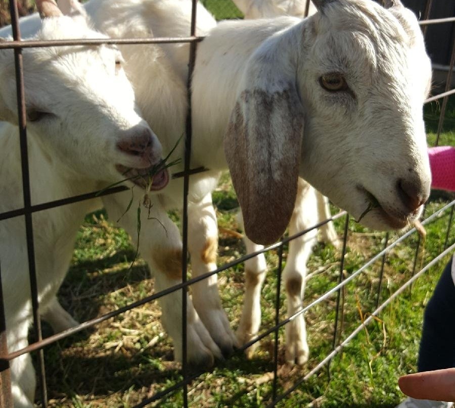 Lapacek’s Orchard-Poynette必去景点