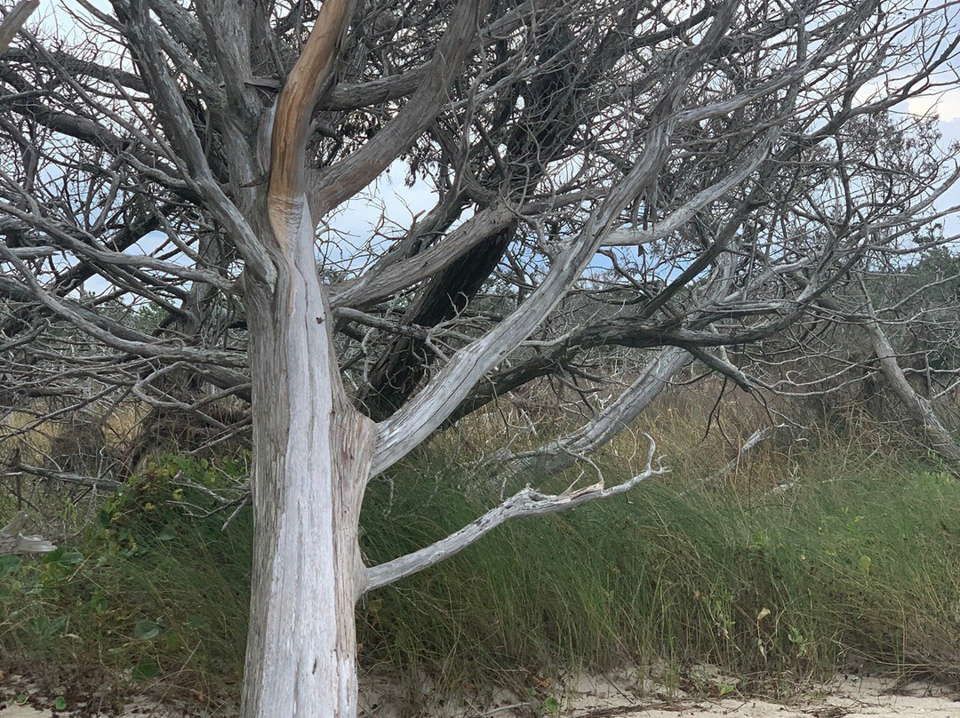 Springer's Point Preserve-Ocracoke必去景点