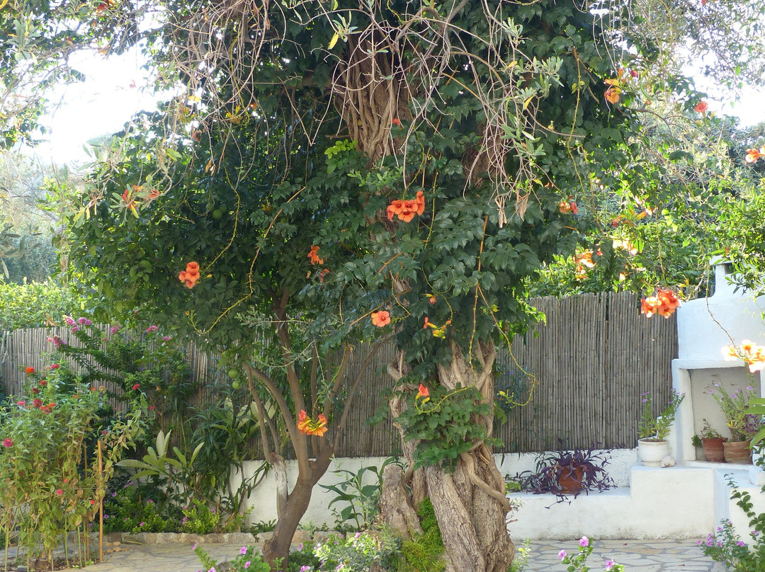 Blugreen Stegna主图