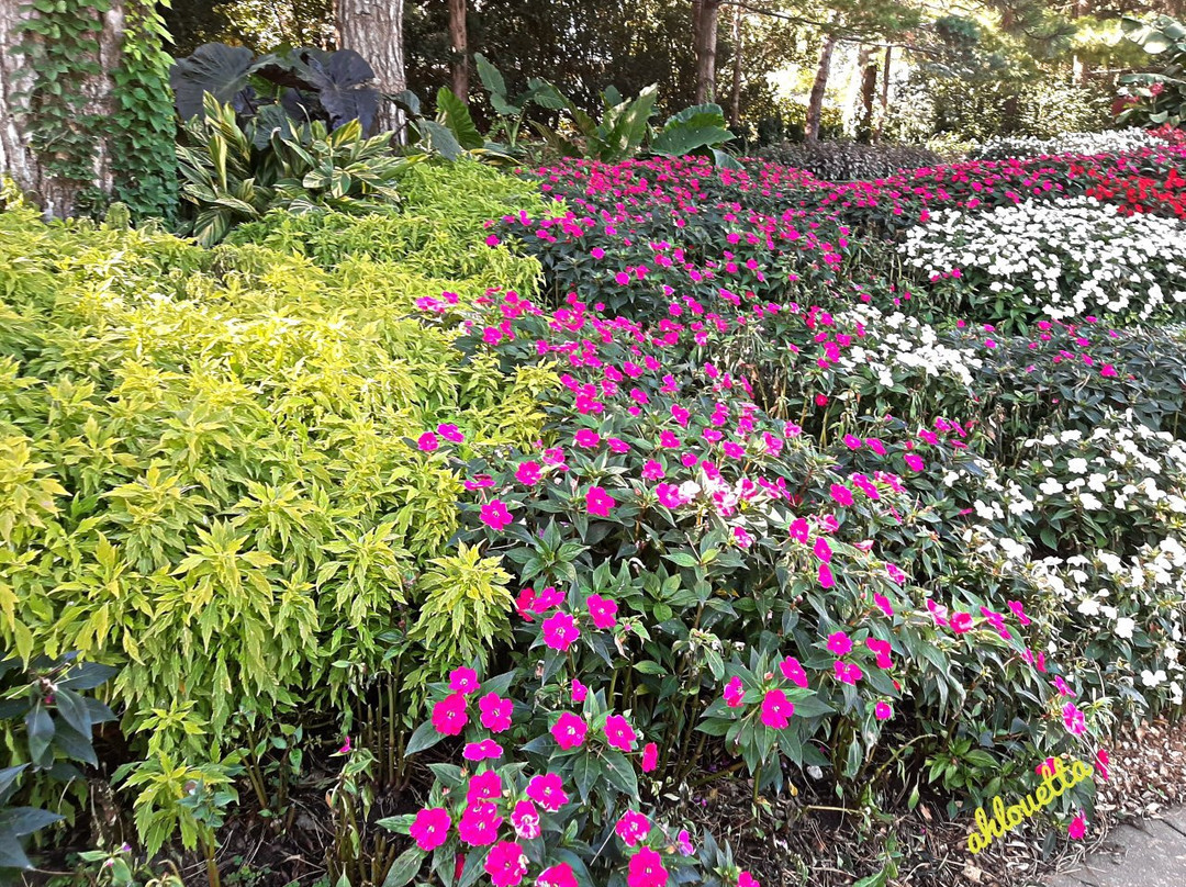 Hamann Rose Garden-林肯必去景点