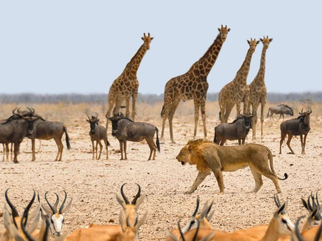 Namibia Travel Agency- Koita Executive Industries-温德和克必去景点