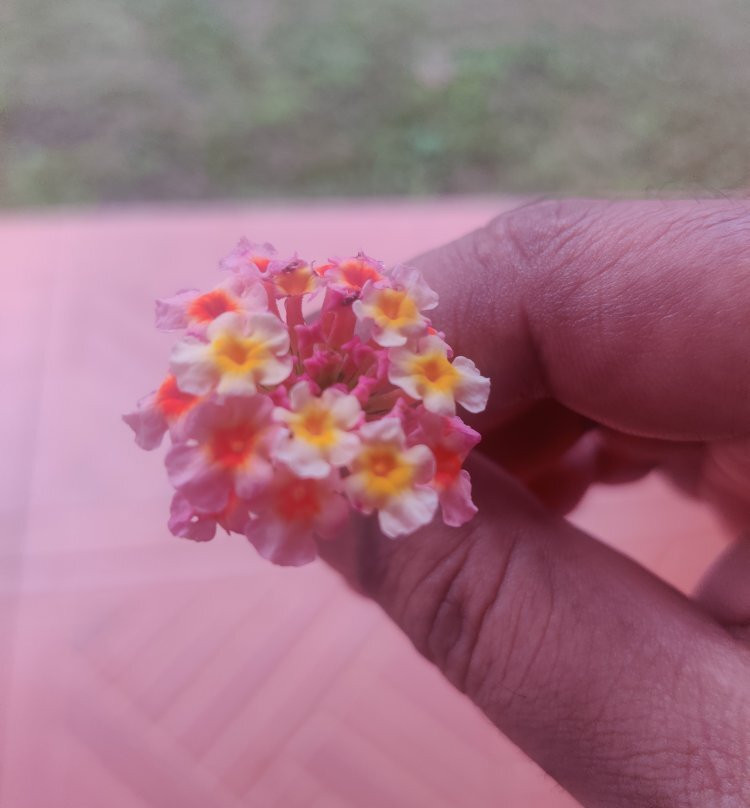 Aajol - The Village Homestay主图