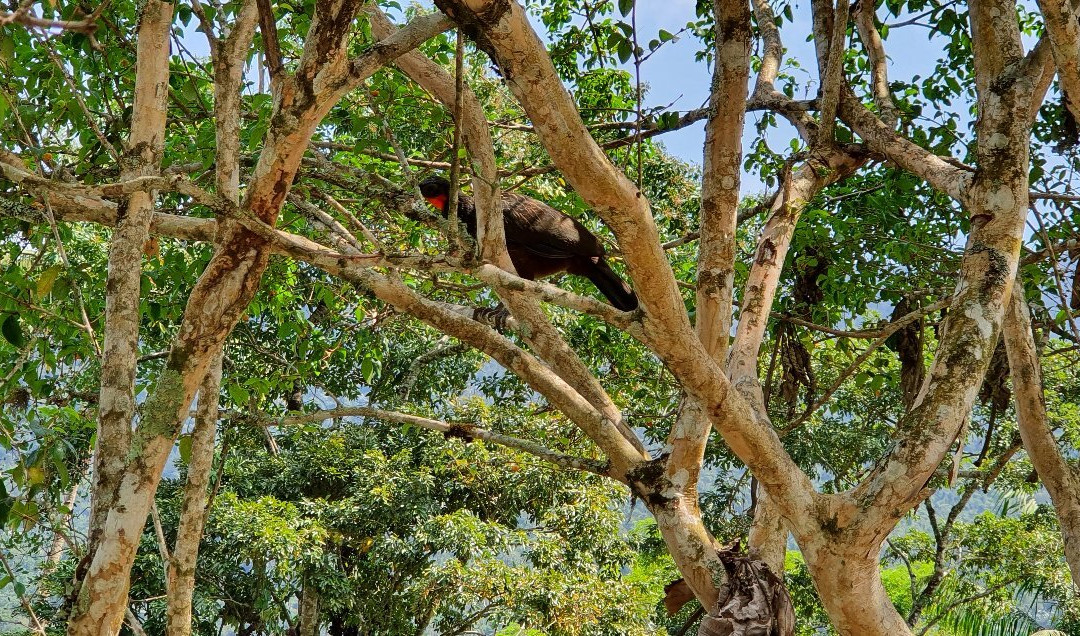 Gute Passeios-Itatiaia National Park必去景点