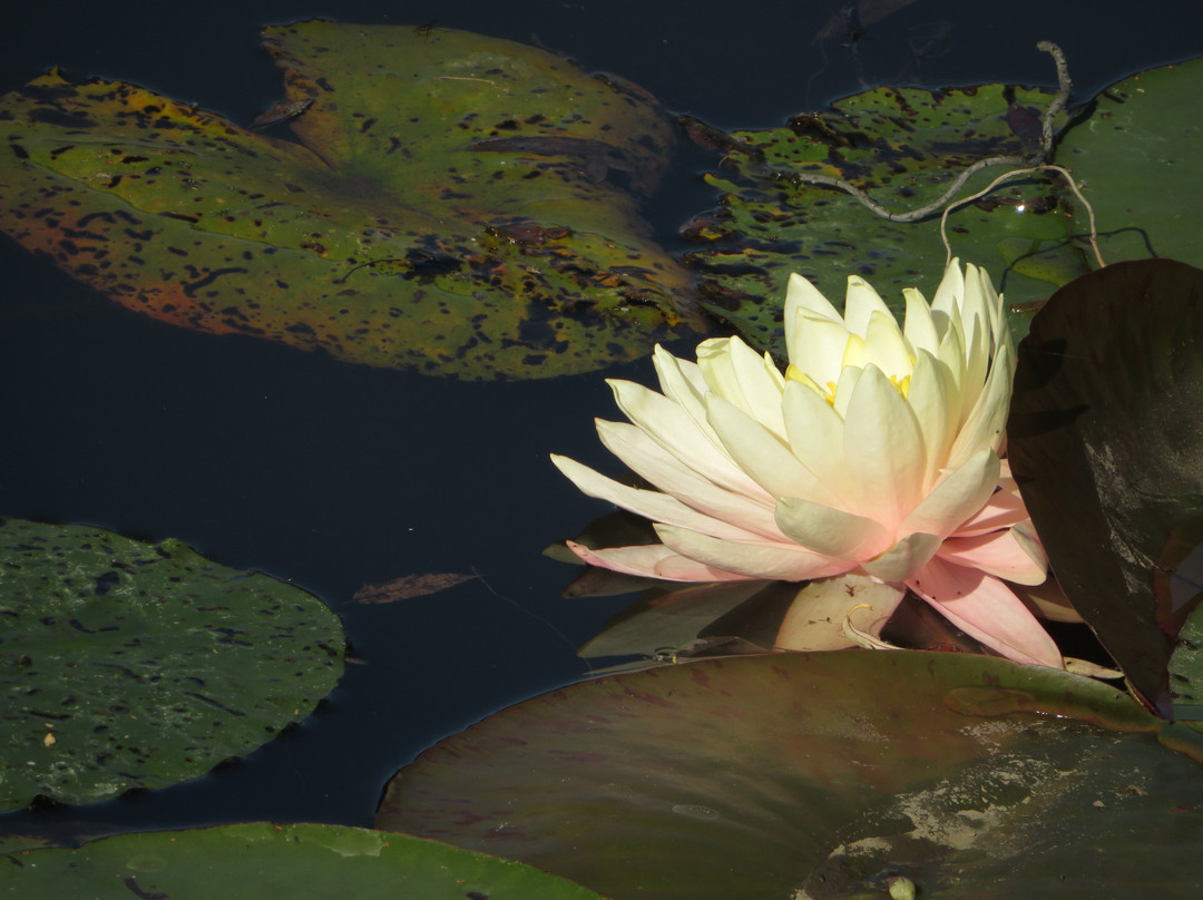 Arboretum Wojslawice景点图片