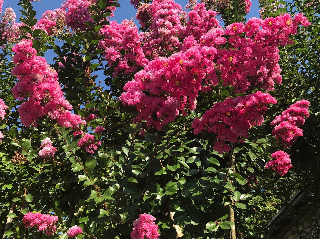 Hotel Les Bellugues主图