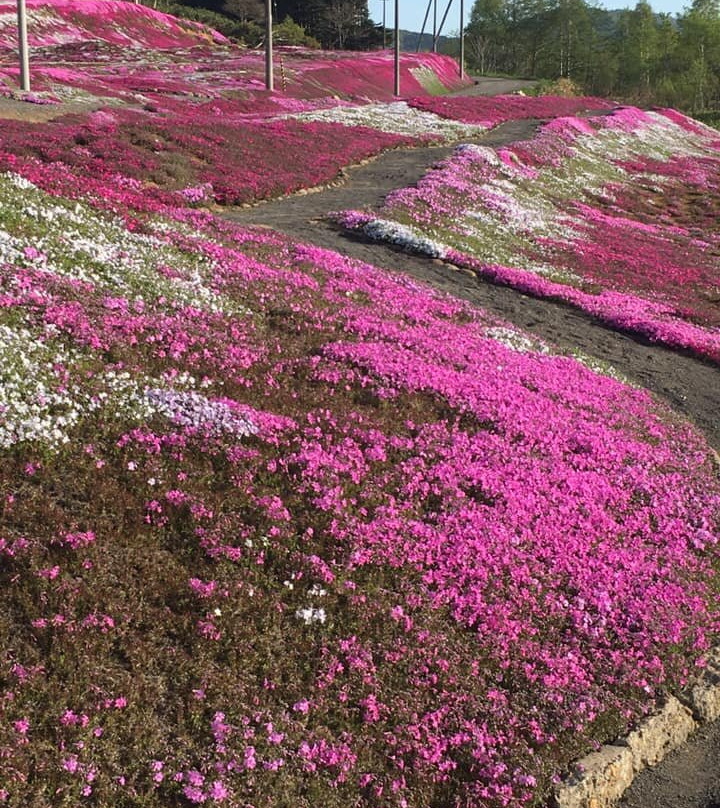 Mishima's Shibazakura Garden-俱知安町必去景点