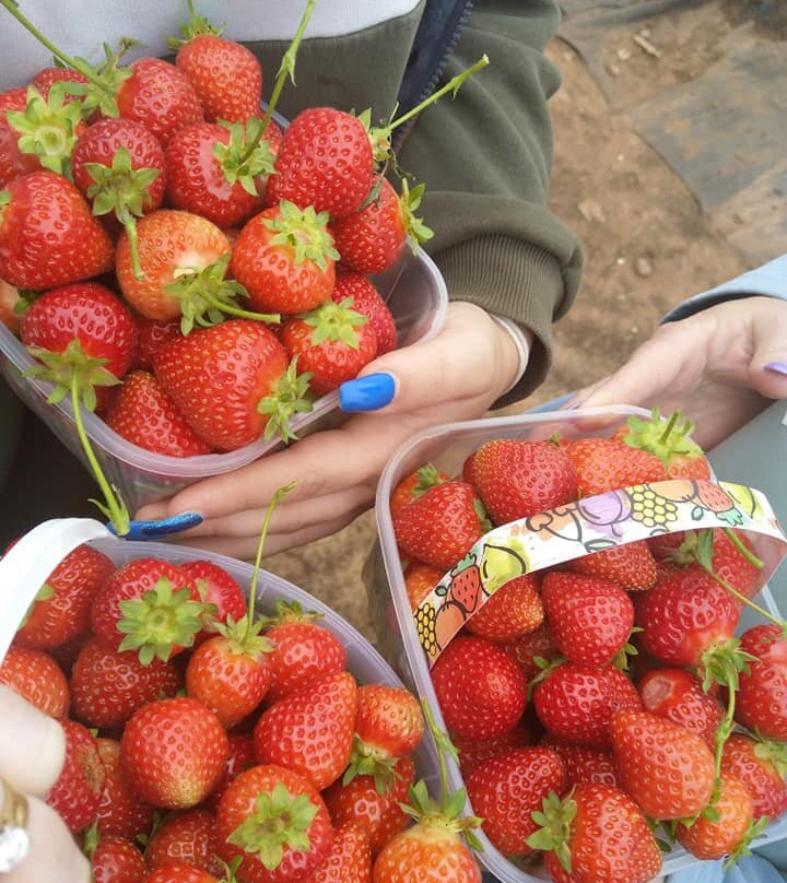 Manor Farm Fruits景点图片