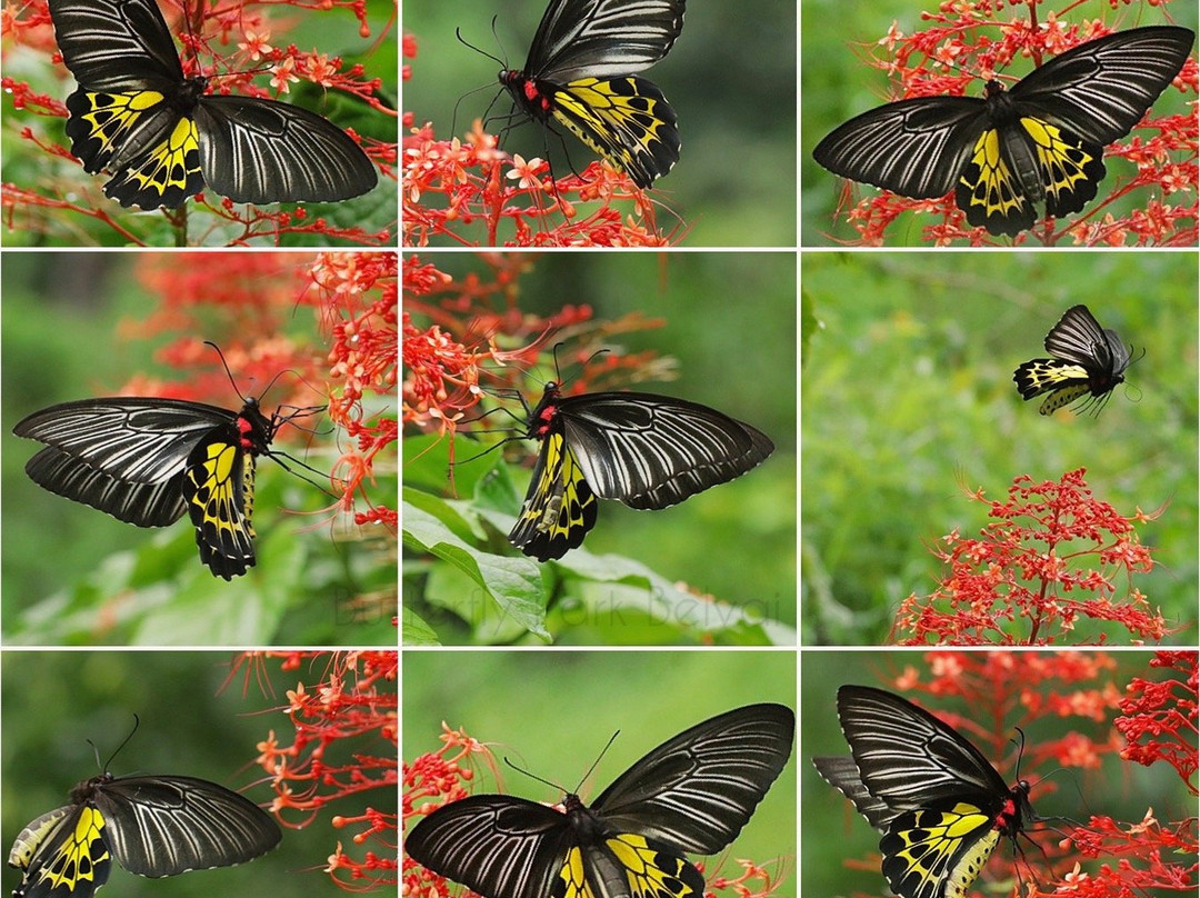 Sammilan Shetty’s Butterfly Park-芒加罗必去景点
