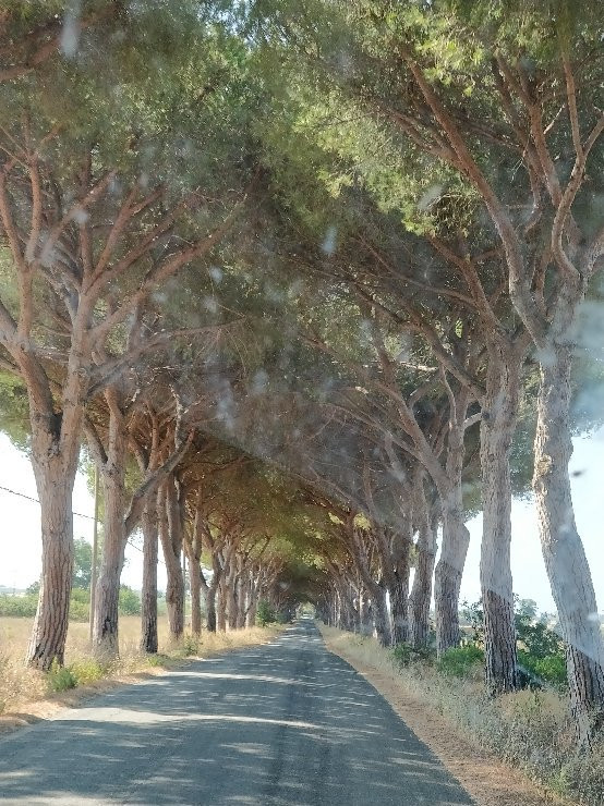 Agriturismo la Siesta主图