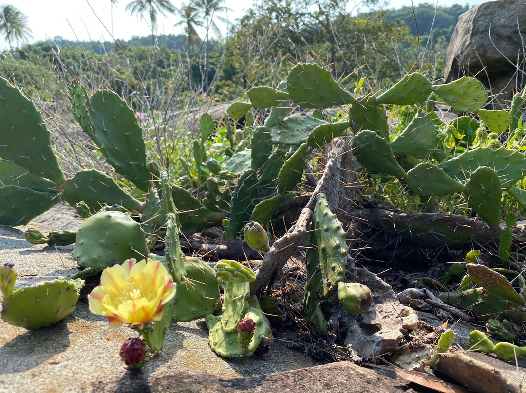 Sebukang Bay Resort主图