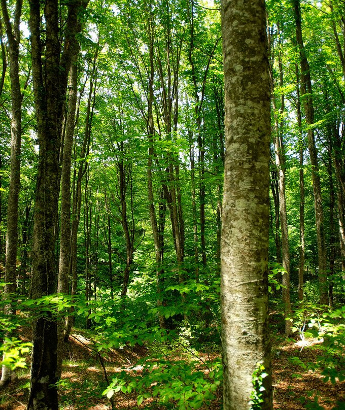 Hotel Apolymeni Petra主图