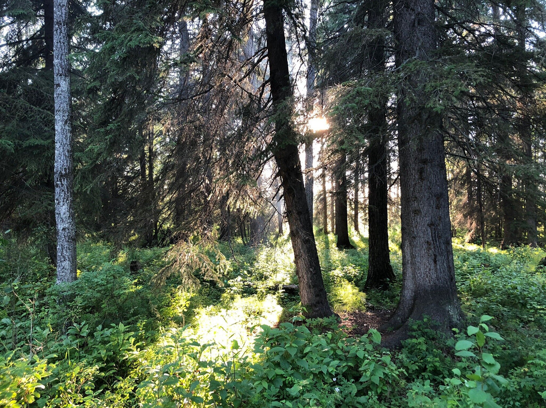 Buck Lake Provincial Recreation-Buck Lake必去景点