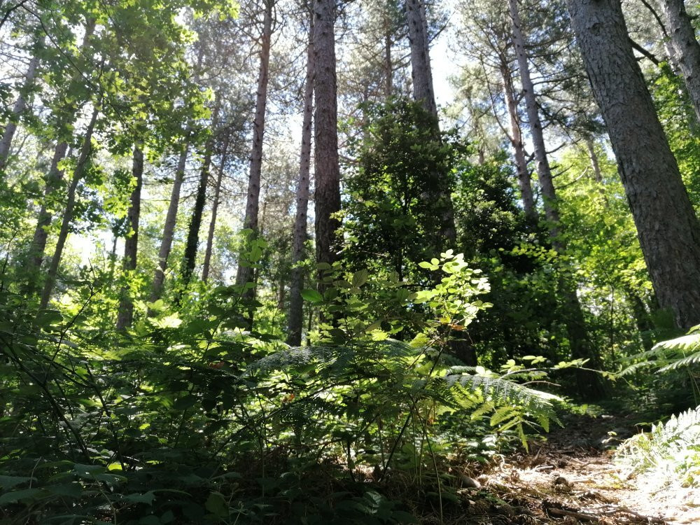 Parco Avventura Majella景点图片