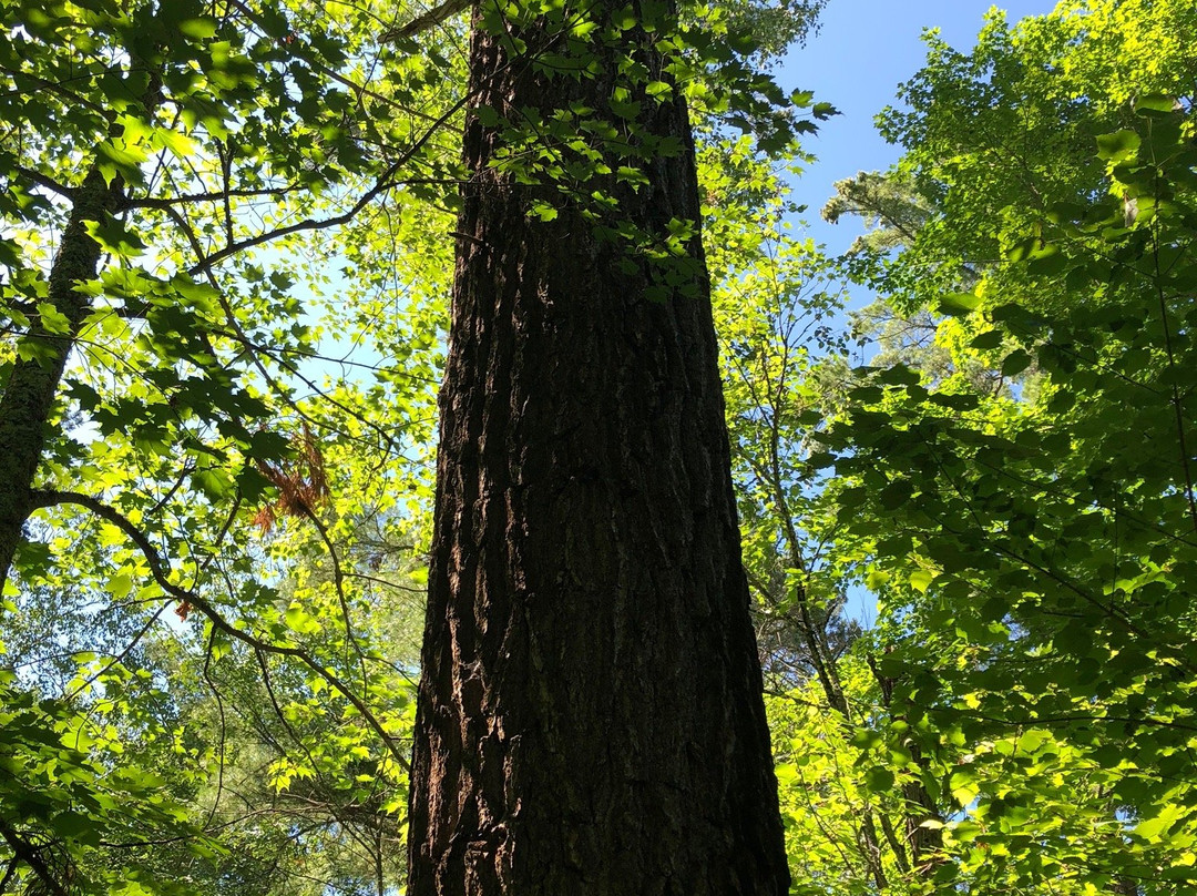 Lost Forty-Blackduck必去景点